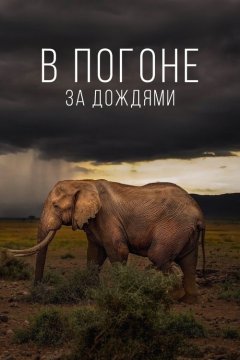 В погоне за дождями